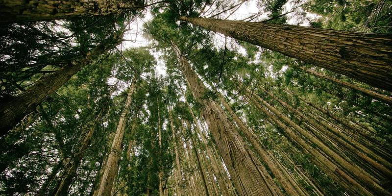 养生指南：用迷迭香与罗勒等芳香精油，打造高效学习的书房能量场