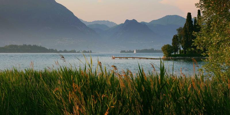 头皮养护精油指南：雪松与茶树精油控制油脂与减少脱发的实证解析