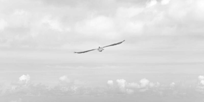 宠物家庭精油使用禁忌：对猫狗有毒的精油清单与安全扩散方法 | 精油知识全解析