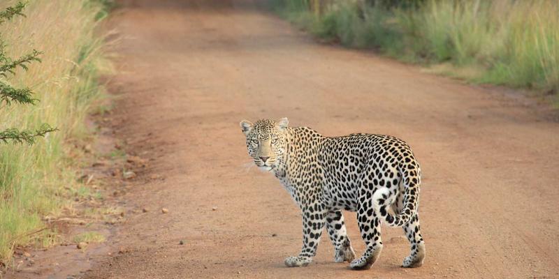 精油79：解锁自然疗愈力，从入门到精通的实用指南