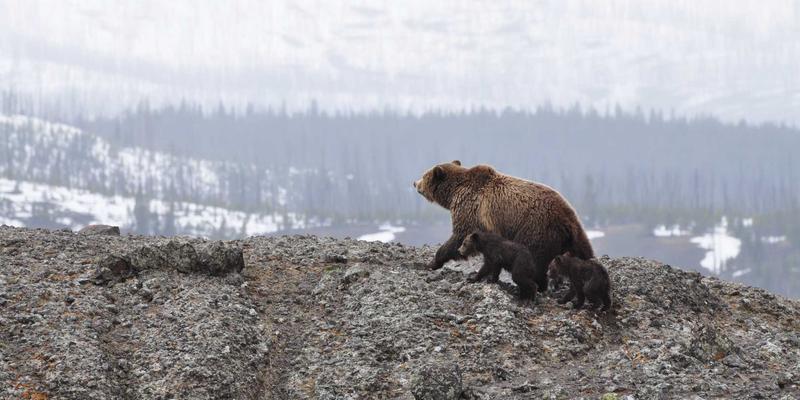 精油养生指南：解锁自然能量，开启健康养生新境界