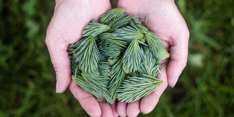 精油养生指南：解锁自然能量，开启健康养生新境界