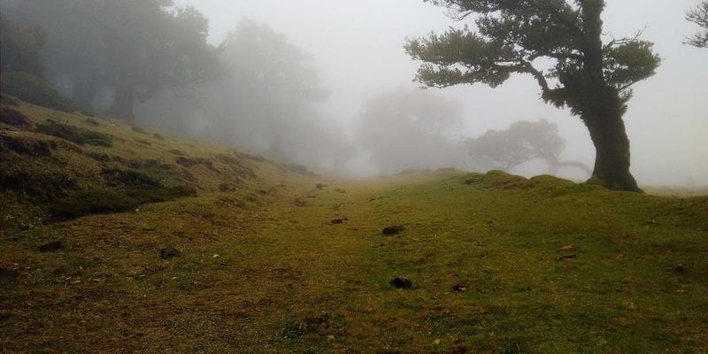 精油对比全解析：从入门到精通的精油知识与疗法实践