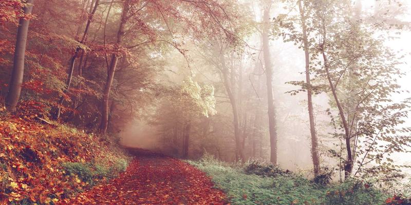 精油疗法实战：DIY柠檬尤加利与香茅精油驱蚊喷雾，打造天然防护屏障