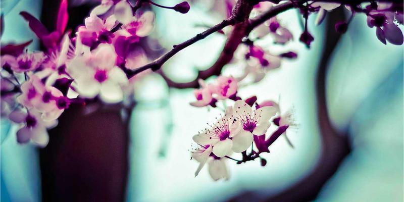 精油知识全解析：解锁健康养生与芳香精油的科学实践