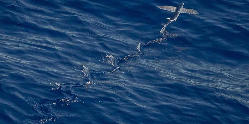 芳香精油：自然馈赠的健康养生艺术