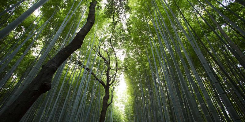 芳香精油萃取全解析：蒸馏法、冷压法与CO2萃取法的核心区别与选择指南